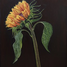 sunflower - oil on board, 46x57cm, £1250