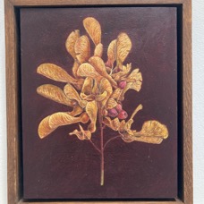Sycamore Seeds– oil on board, 26x31cm, £750